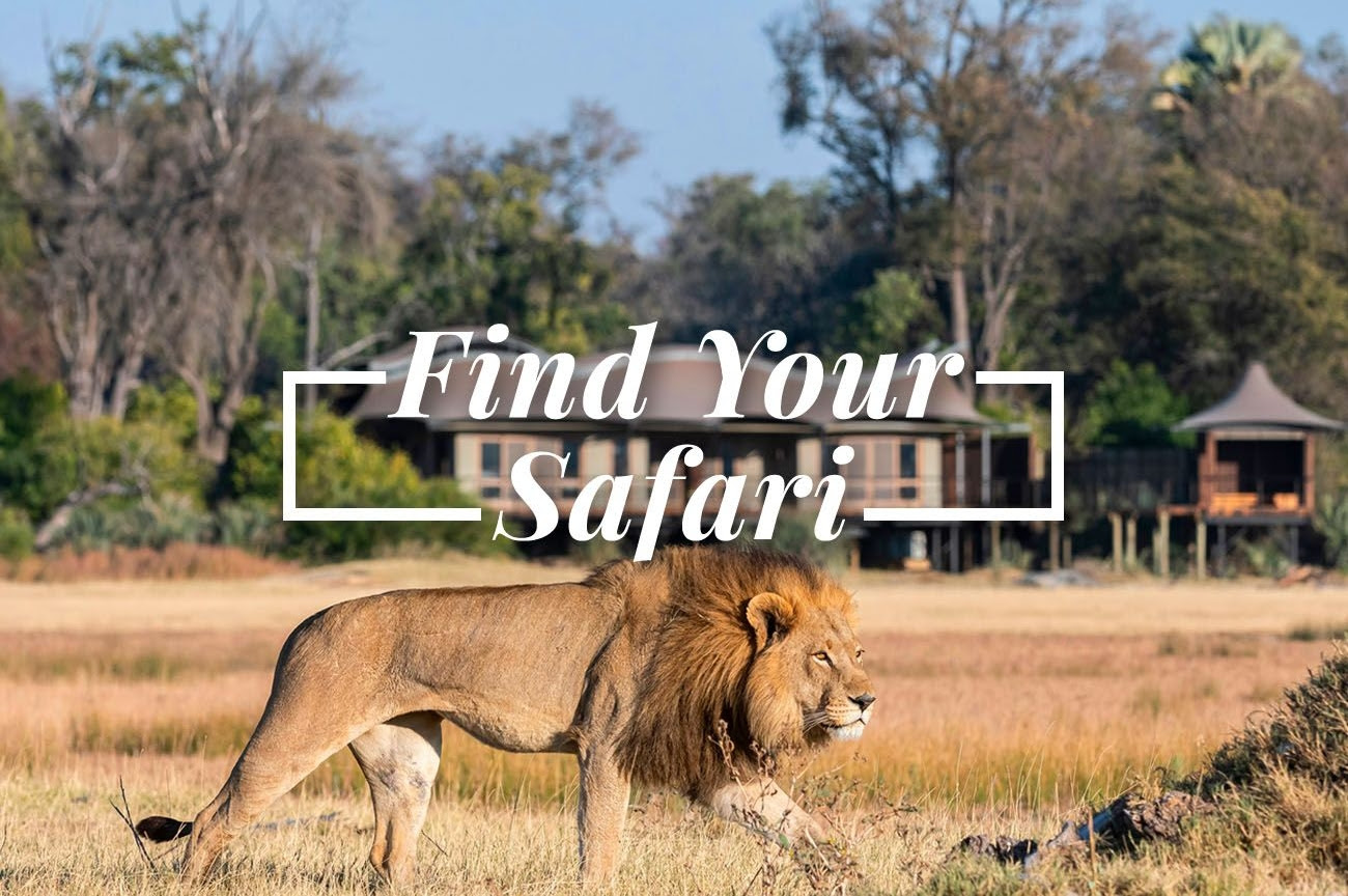 find your safari with travel family expert for international travel with african safaris for families